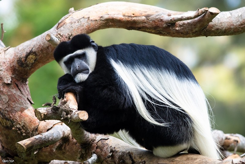 צילום: יובל כהן