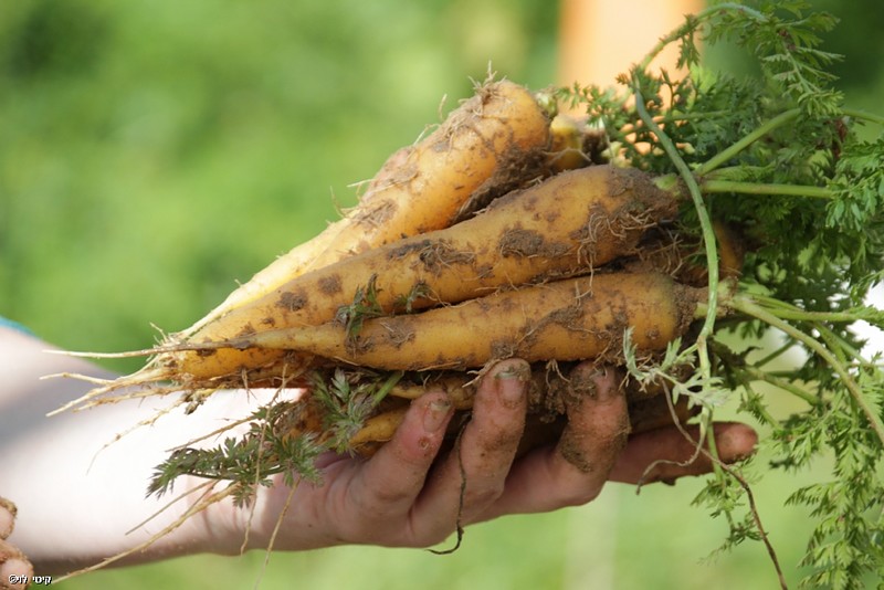 צילום: קיטי  לוי 
