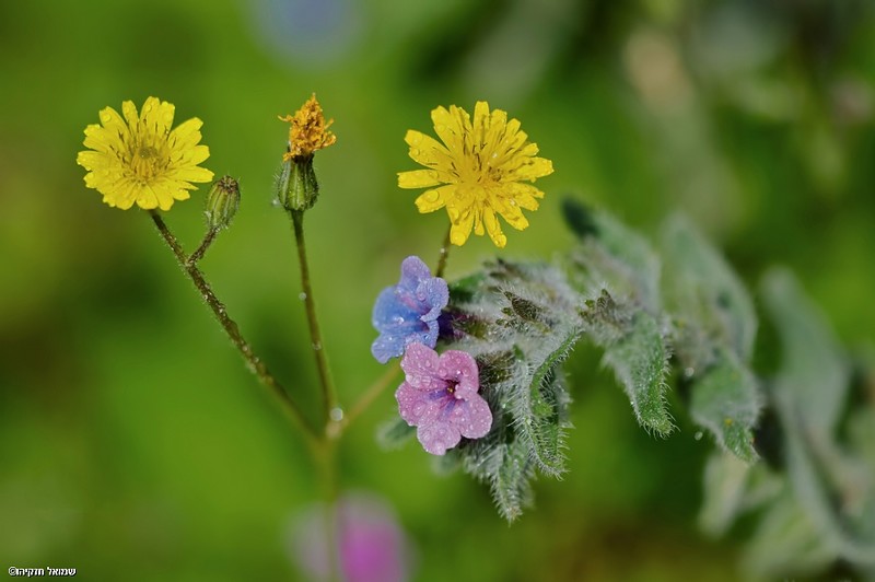 פרחי אביב (2)