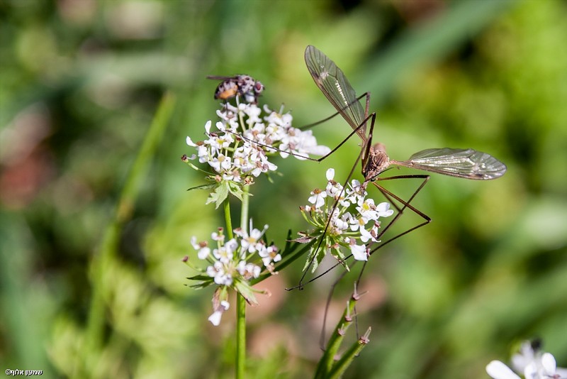 צילום: שמעון אלוף