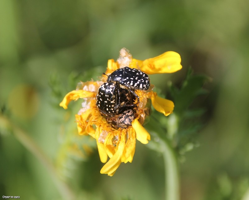 אורגיה אביבית
