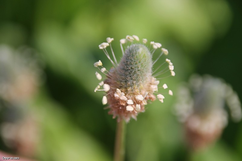 פריחה עדינה