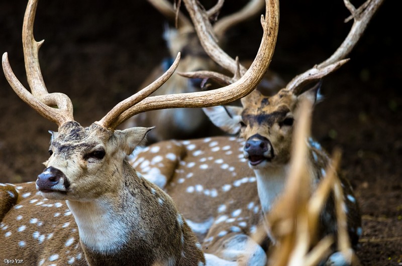 צילום: יובל כהן