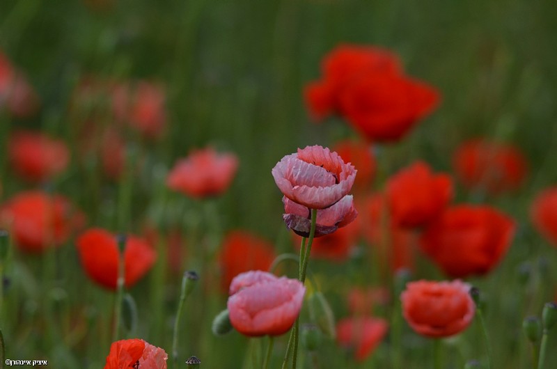 קנבס ישראלי.