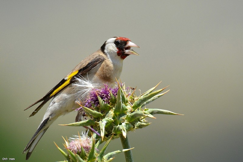 חוחית ציפור שיר