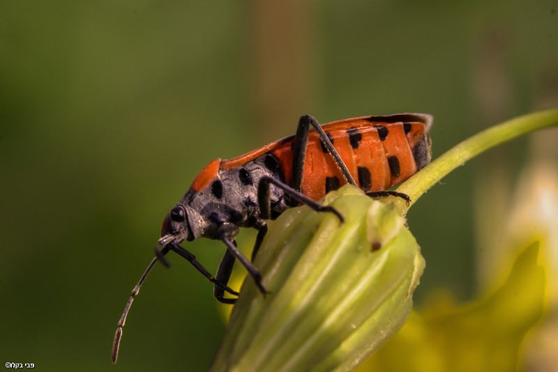 נוטה על צידו