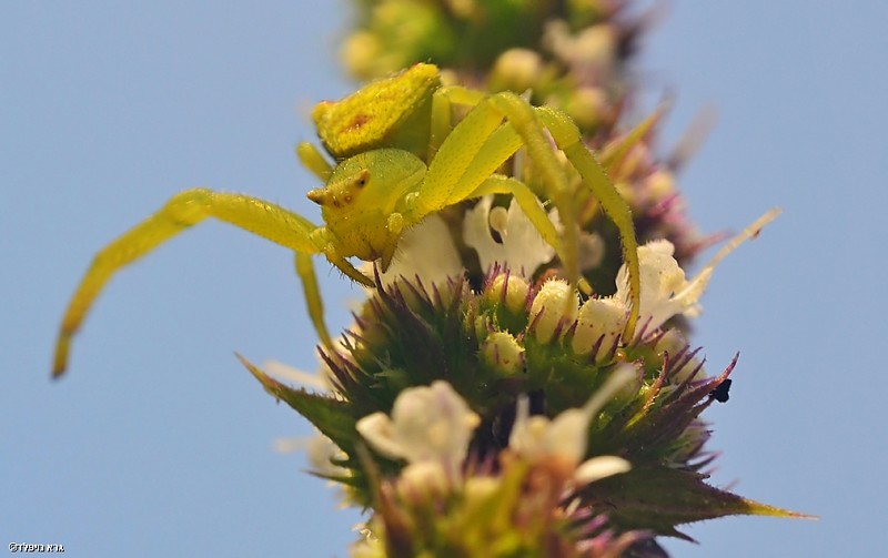 מפלצת ירוקה