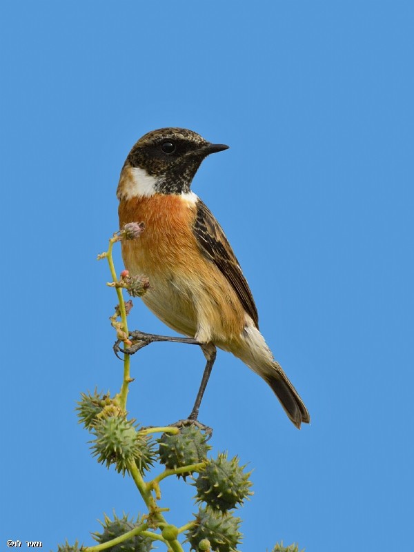 דוחל שחור גרון בתצפית