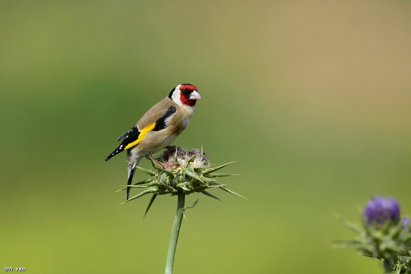 חוחית ציפור שיר