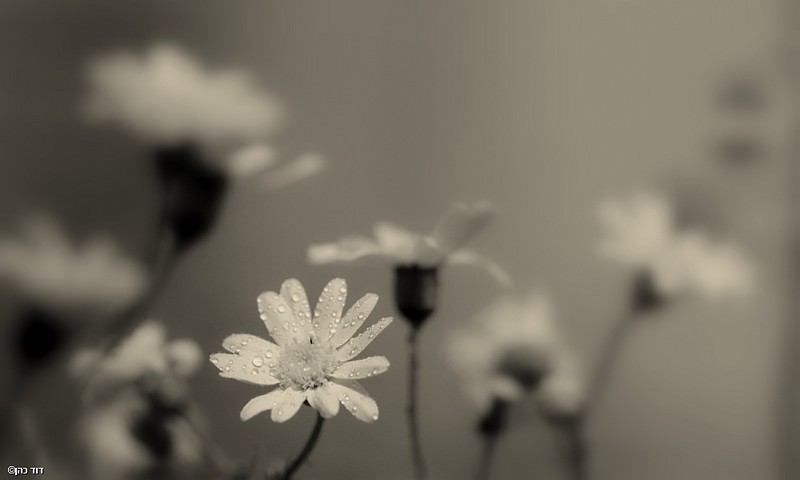 פרחים בשחור לבן