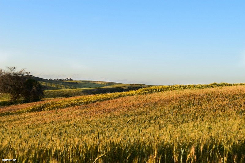 שכבות של אביב
