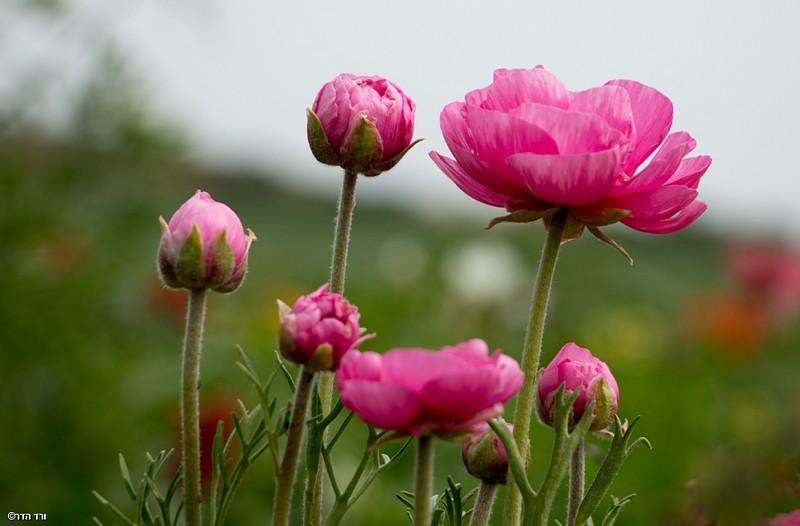 נוריות בשיא פריחתן
