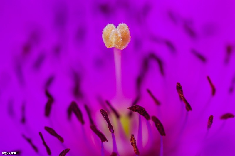 תקריב לאביב