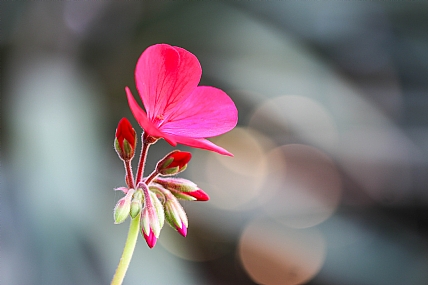 אדום אדום...