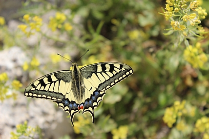 צילום: מורדי מילר
