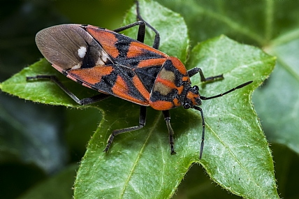 פנדור אדמוני