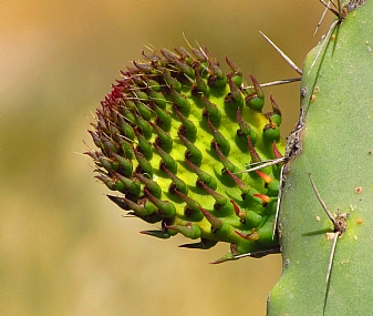 אאאחחח..כמה שזה חד...!