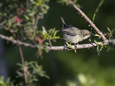 ציפור בסביבה ירוקה