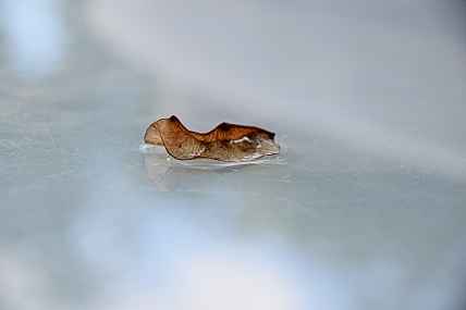 צילום: Hadar Nachum