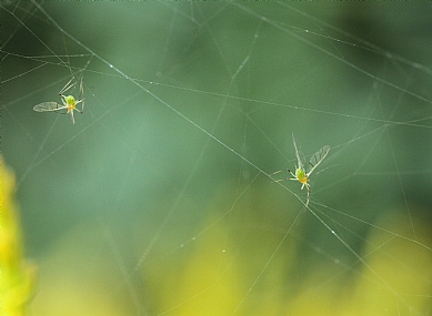 הנידונים למוות