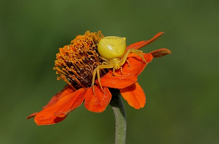סרטביש הפרחים