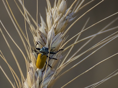 במעלה החיטה
