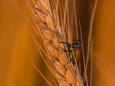 במעלה החיטה 2