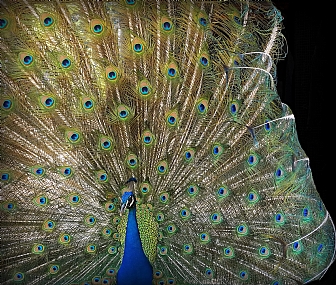 רוח מזרחית קלה ~ 