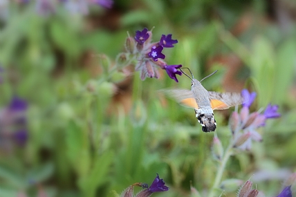 יניקה מהטבע