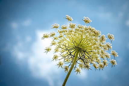 קרוב לעננים