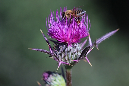 שרותי האבקה