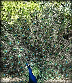 זיקוקין מהטבע 