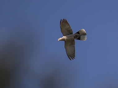 בכנפיים פרושות
