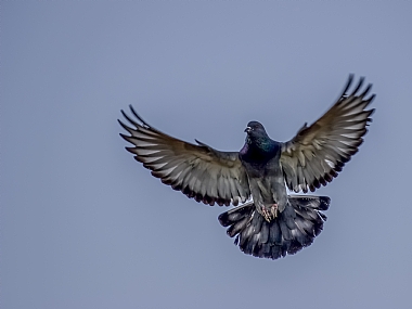 פרשה כנפיים