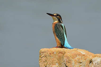 כלה בטורקיז