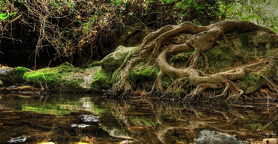 שורשים חזקים
