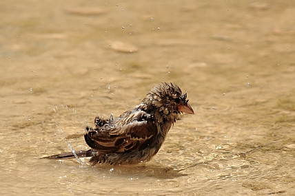 מקלחת של בוקר