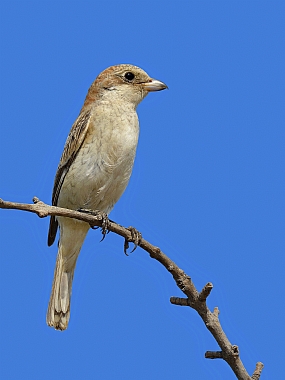 חנקן אדום ראש