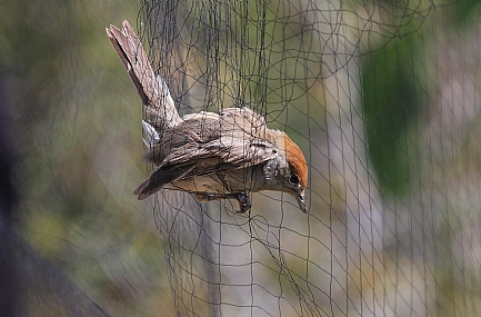 סיבכית מסובכת. ##