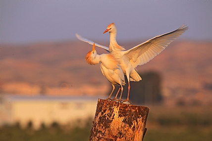 צילום: צביקה טוכטרמן