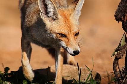 צילום: צביקה טוכטרמן