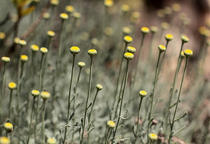 פרחים סגורים