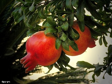 סימנים של סתיו