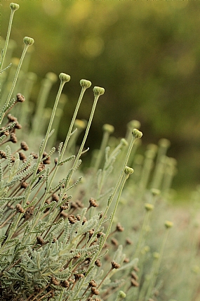 דור הולך ודור בא