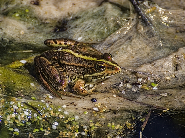 עיניים בולטות
