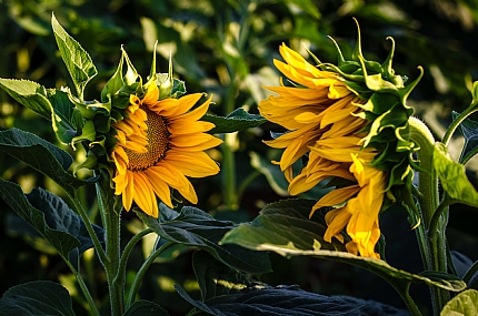 סיפור אהבה צהוב