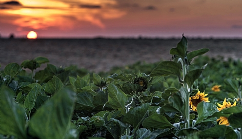 שקיעת פרח השמש