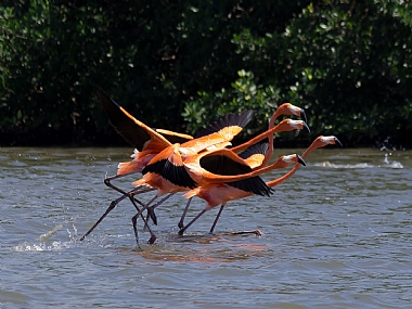 מרוץ הפלמנגו
