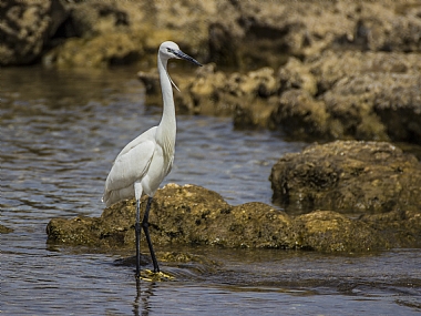 לבנית 2 מתמקמת לדיג