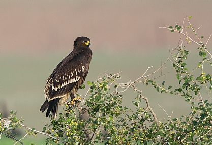 עיט צפרדעים 